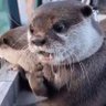 トウ's profile picture