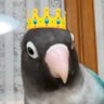しまっち🐦🎻 profil fotoğrafı