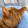 a🐱🍑's profile picture