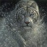 sensedim 的头像