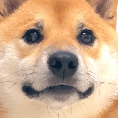 柴犬ふう太's profile picture
