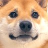 Фото профиля 柴犬ふう太