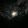 マンチー's profile picture