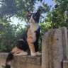 Profilbild von Ciccio Ciccio