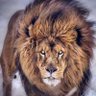 مهند , profil fotoğrafı