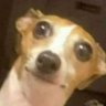 Profilbild von garibalde2