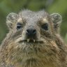Profilbild von Rabid Dassie