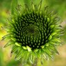 Фото профиля Collector0101