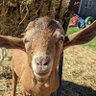 Profilbild von Goatius Maximus 🐐♑