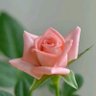 Фото профиля Siddiq