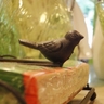 biboletti 的头像