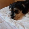 Nena 🇧🇷 profil fotoğrafı