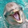Nefarious Porpoises profil fotoğrafı