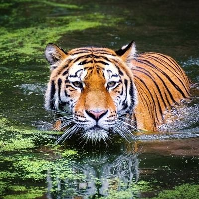TBold23's profile picture