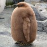 OEDIPALISATION AT INSEMINATION's profile picture
