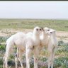 Фото профиля الرويلي