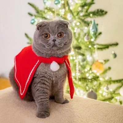 Cozyfur Cats's profile picture