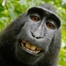 Monkey ๐ See Monkey Do's profile picture