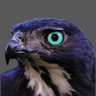 Hawk McAdam's profile picture