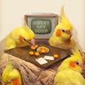 せろちゃん profil fotoğrafı