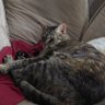 Ume profil fotoğrafı