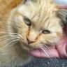 Фото профиля 元・のら猫。(お－ちゃん)