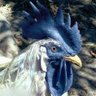 Фото профиля Blue_Rooster_Face