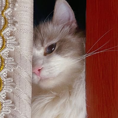 redbackww's profile picture