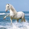 N. Alaamri's profile picture
