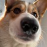 Тот самый корги с overhead'ом profil fotoğrafı