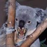 Tassie Bear 的头像