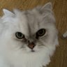 Rai ç倎å