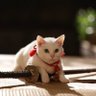 メリア@ねこ‘sキッチン's profile picture