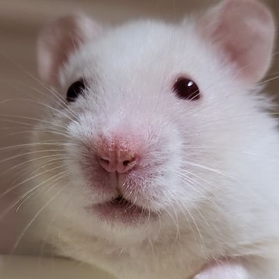 감자밭's profile picture