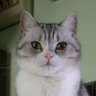 ゆきにゃん 的头像