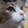 Mariko profil fotoğrafı
