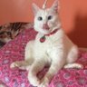 Jurídico Felino profil fotoğrafı