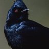 Black Cardinal 的头像