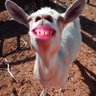 Profilbild von dimwit