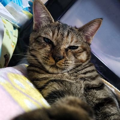 みあメダカ's profile picture