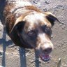 Life is good with a Chocolate 🍫 Lab profil fotoğrafı
