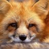 Pearl Sunrise🦊 profil fotoğrafı