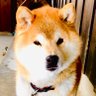 Profilbild von 柴犬まきお(通称マッキー)