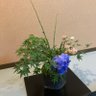 Profilbild von 花は葉に