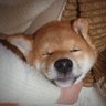 しばわんこ's profile picture
