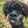 Cristian profil fotoğrafı