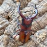 蟲林坊DorcusTitanusBeetleWorld profil fotoğrafı