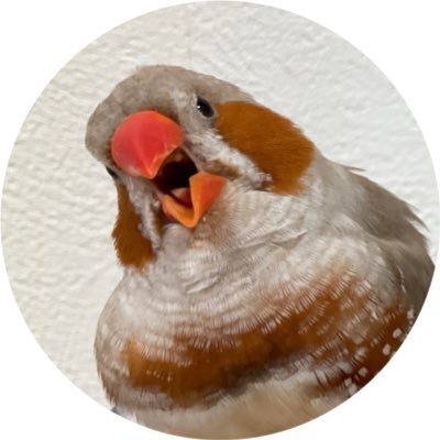 totoouji's profile picture