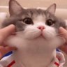 Sally Chang's profile picture
