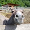 Profilbild von Anna